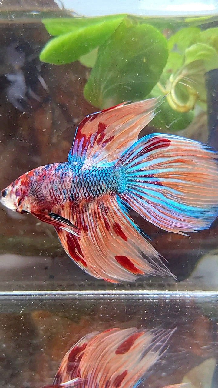 VEILTAIL DELTA METTALIC FIRE MUTLICOLOR BETTA FISH