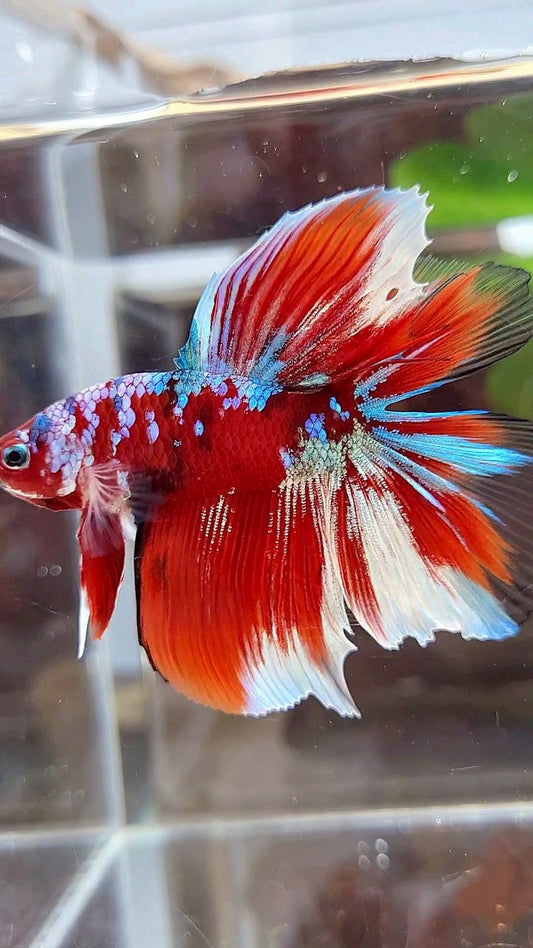 HALFMOON DOUBLE TAIL BARONGSAI RED GALAXY MULTICOLOR BETTA FISH