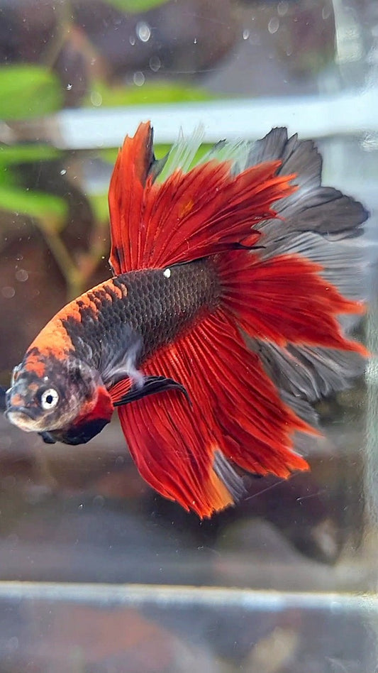 HALFMOON ROSETAIL KOI TIGER MULTICOLOR BETTA FISH