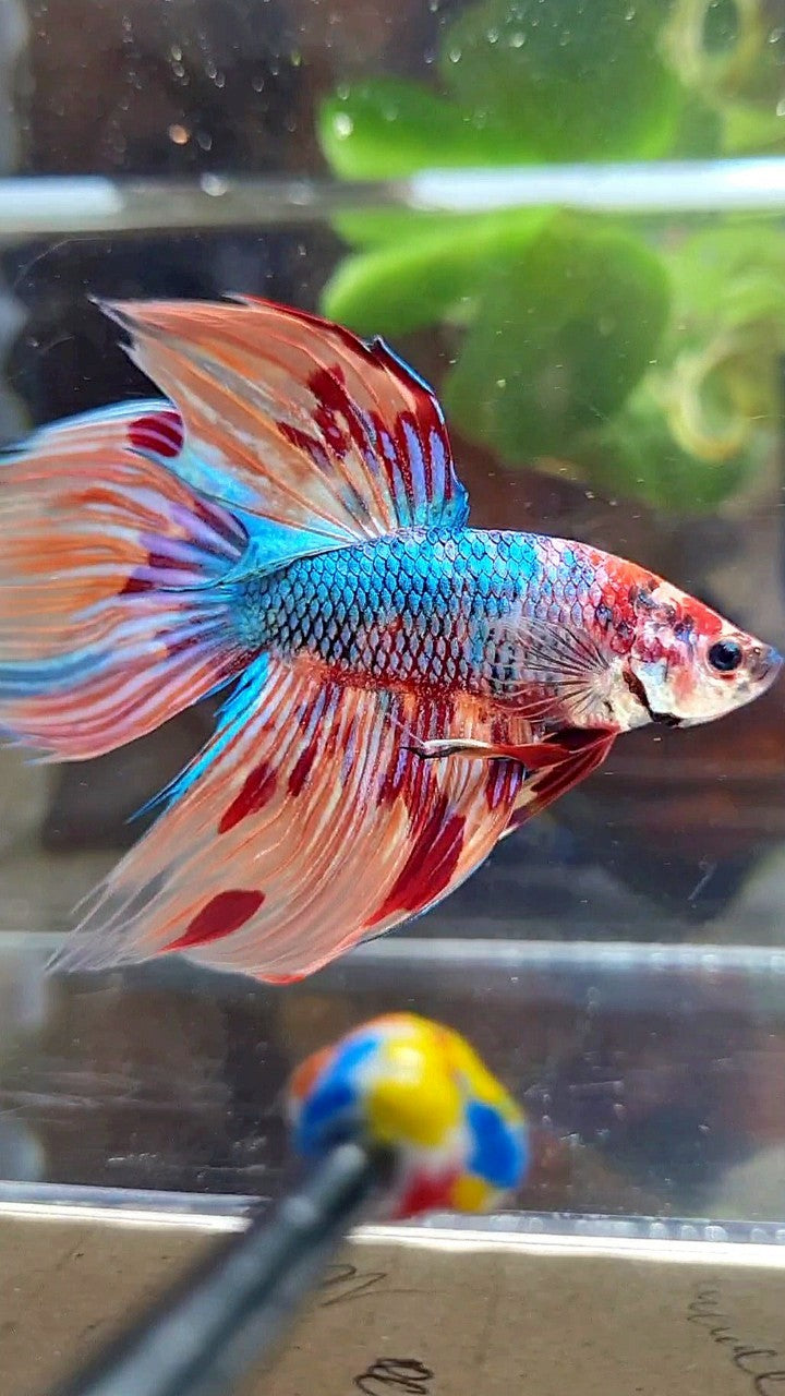 VEILTAIL DELTA METTALIC FIRE MUTLICOLOR BETTA FISH