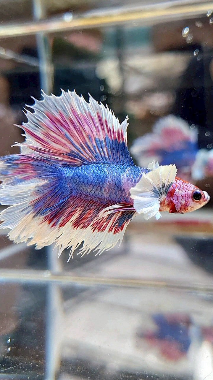 HALFMOON DUMBO EAR DOUBLE TAIL BLUE FANCY MULTICOLOR BETTA FISH