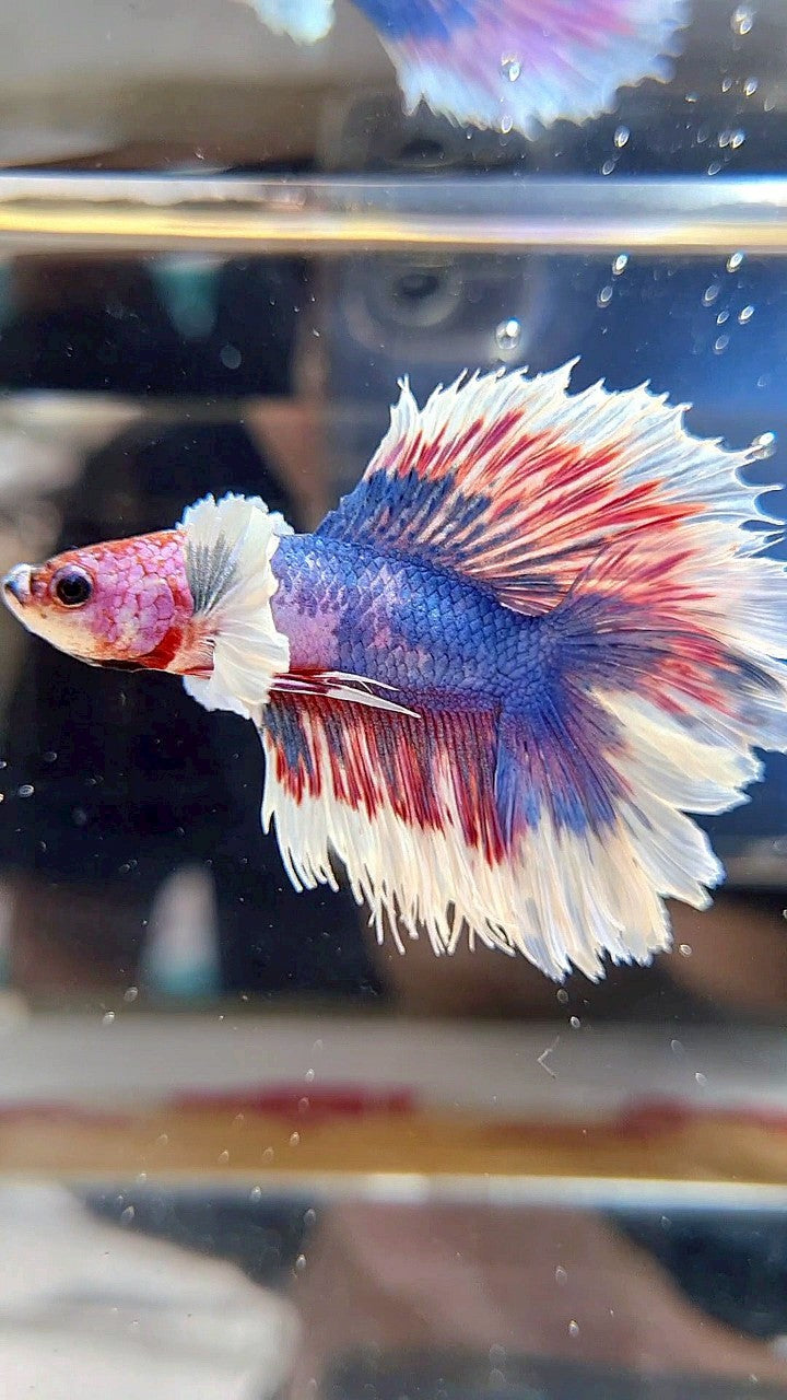 HALFMOON DUMBO EAR DOUBLE TAIL BLUE FANCY MULTICOLOR BETTA FISH