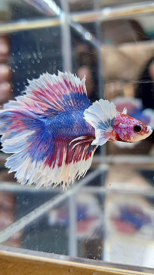 HALFMOON DUMBO EAR DOUBLE TAIL BLUE FANCY MULTICOLOR BETTA FISH