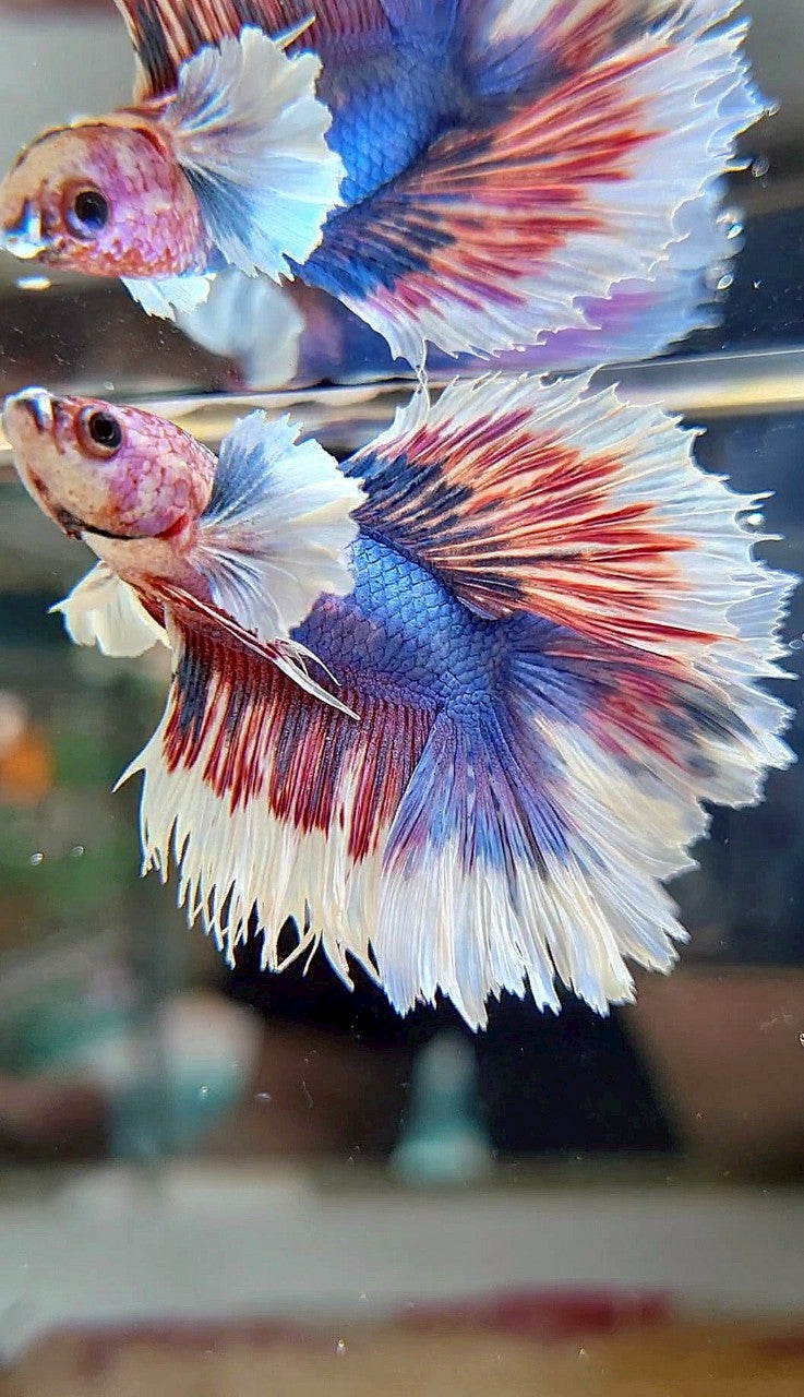 HALFMOON DUMBO EAR DOUBLE TAIL BLUE FANCY MULTICOLOR BETTA FISH
