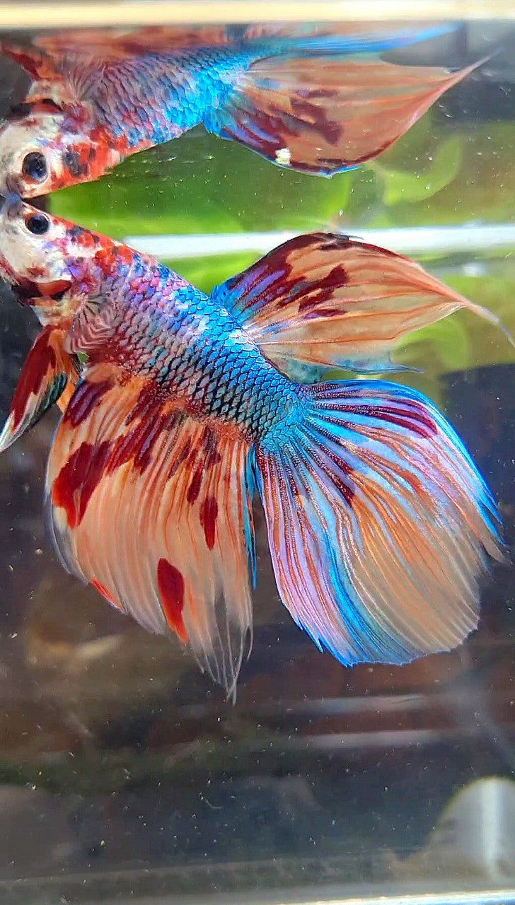 VEILTAIL DELTA METTALIC FIRE MUTLICOLOR BETTA FISH