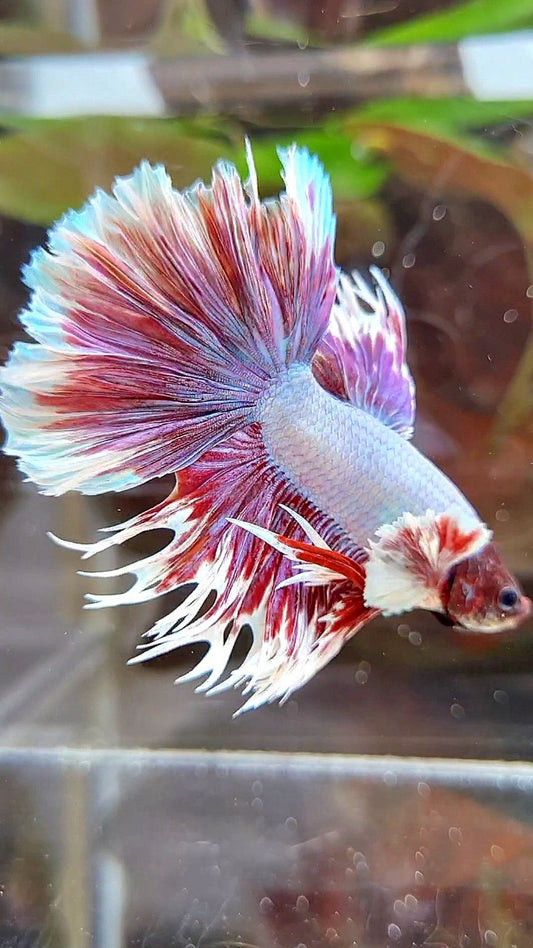 HALFMOON CROWNTAIL BIG EAR PURPLE BUTTERFLY BETTA FISH