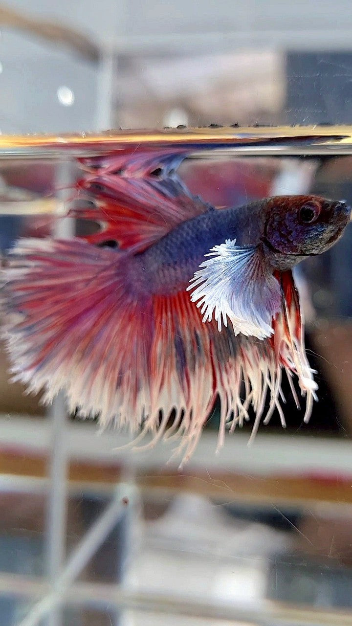 CROWNTAIL HALFSUN DUMBO EAR PURPLE BETTA FISH