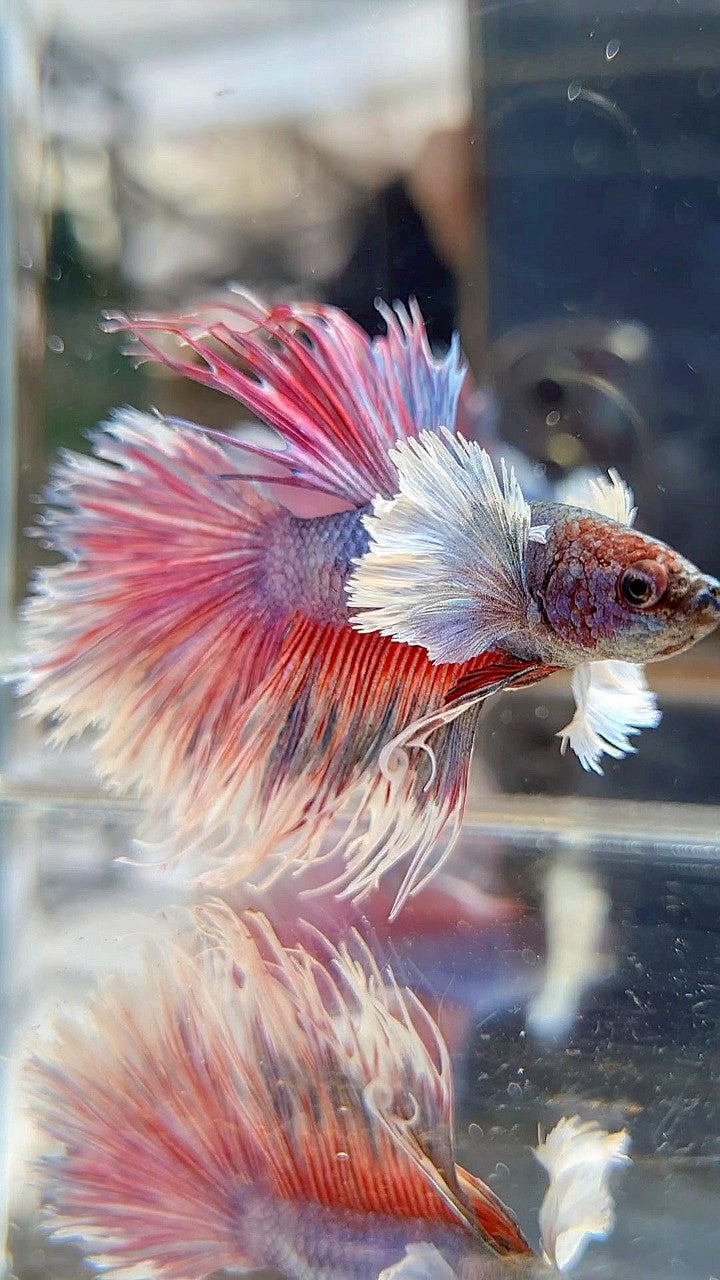 CROWNTAIL HALFSUN DUMBO EAR PURPLE BETTA FISH