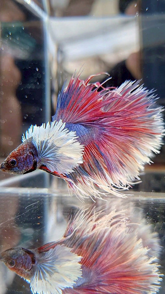 CROWNTAIL HALFSUN DUMBO EAR PURPLE BETTA FISH