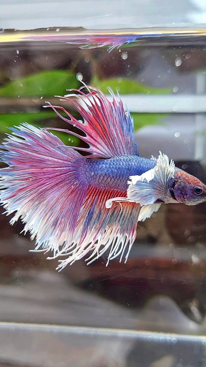 CROWNTAIL HALFSUN DUMBO EAR PURPLE BETTA FISH