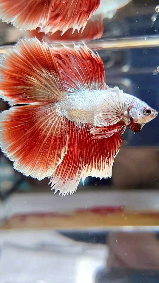 HALFMOON DOUBLE TAIL DUMBO EAR RED DRAGON BETTA FISH
