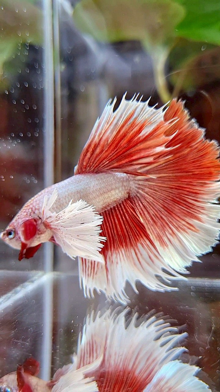 HALFMOON DUMBO EAR RED BETTA FISH