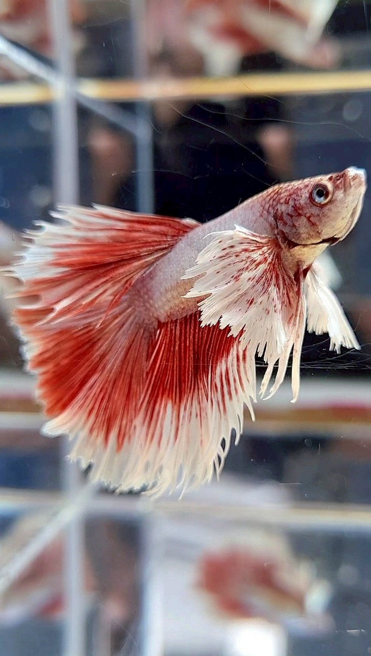 HALFMOON DUMBO EAR RED BETTA FISH