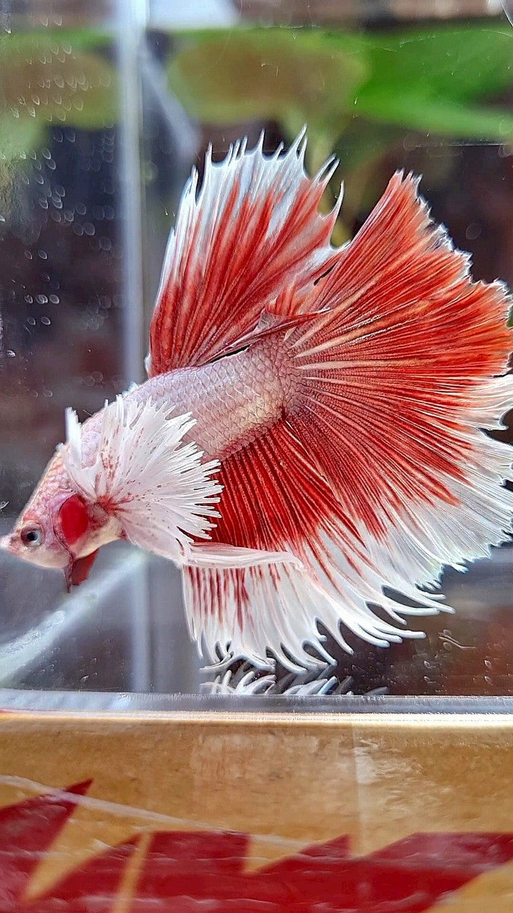 HALFMOON DUMBO EAR RED BETTA FISH