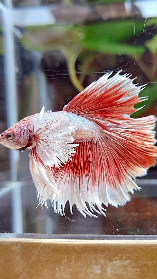 HALFMOON DUMBO EAR RED BETTA FISH