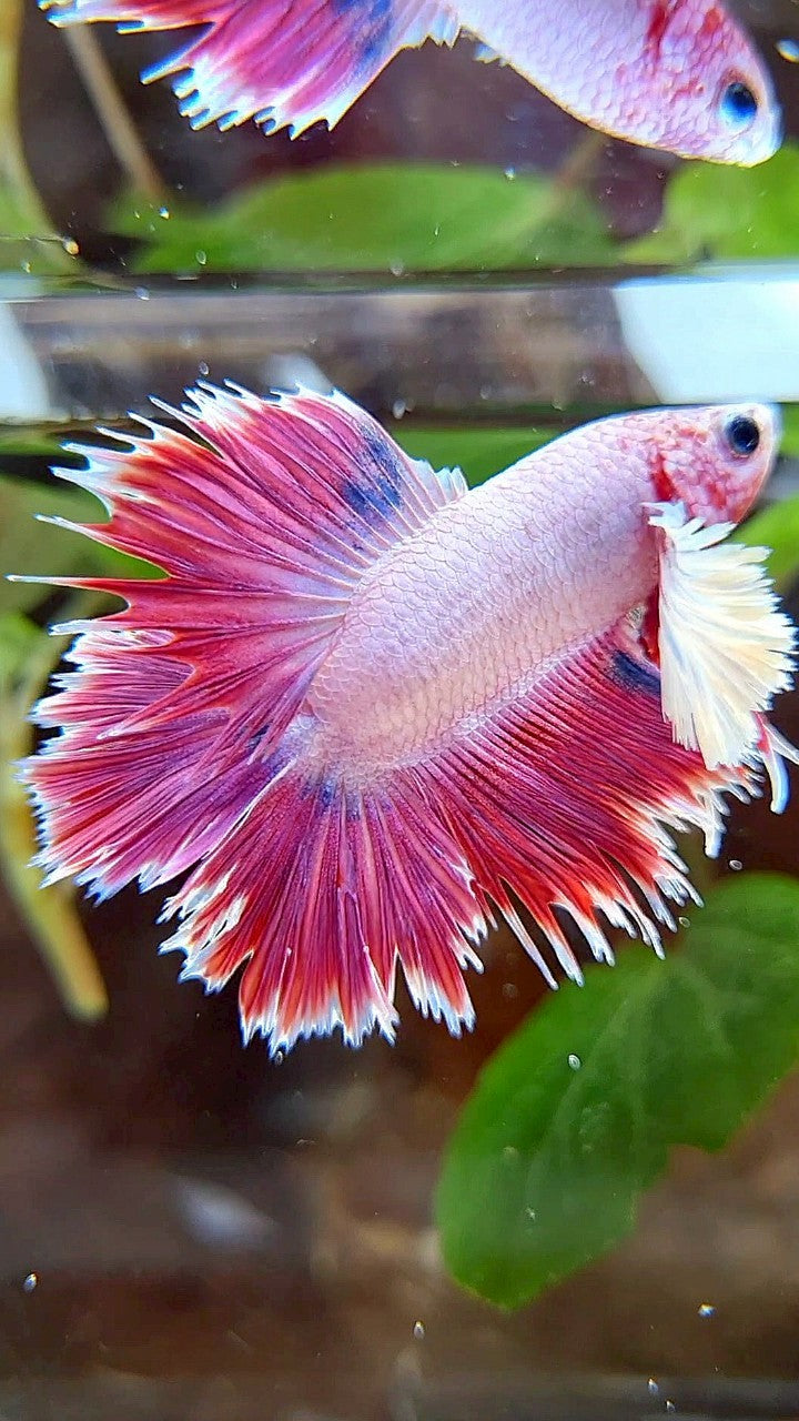HALFMOON DOUBLE TAIL DUMBO EAR RED PURPLE FANCY BETTA FISH