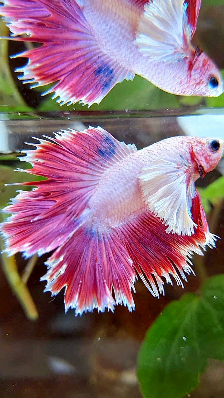 HALFMOON DOUBLE TAIL DUMBO EAR RED PURPLE FANCY BETTA FISH