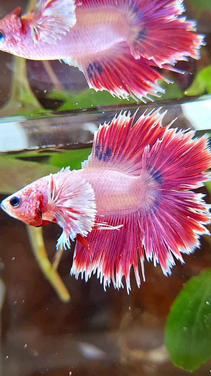 HALFMOON DOUBLE TAIL DUMBO EAR RED PURPLE FANCY BETTA FISH