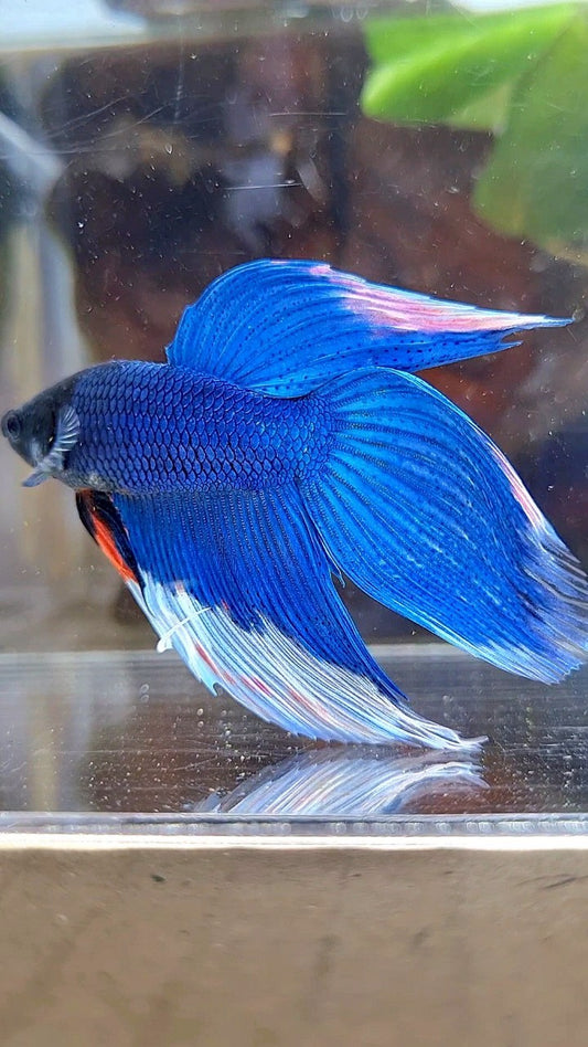 VEILTAIL BLUE ROYALE ORANGE WASH BETTA FISH