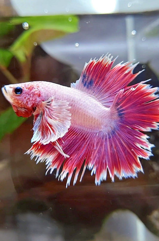 HALFMOON DOUBLE TAIL DUMBO EAR RED PURPLE FANCY BETTA FISH