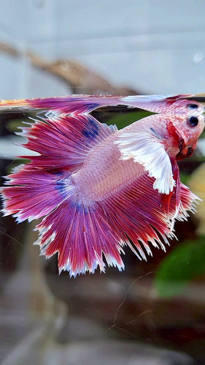 HALFMOON DOUBLE TAIL DUMBO EAR RED PURPLE FANCY BETTA FISH