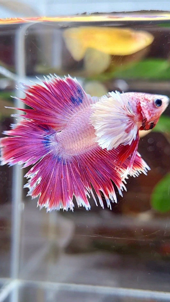 HALFMOON DOUBLE TAIL DUMBO EAR RED PURPLE FANCY BETTA FISH