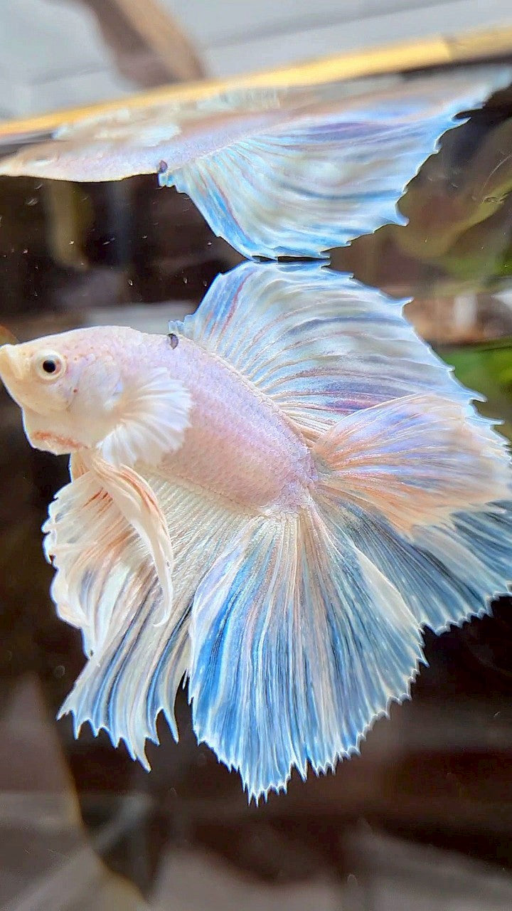 HALFMOON DOUBLE TAIL DUMBO EAR WHITE UNICORN BETTA FISH