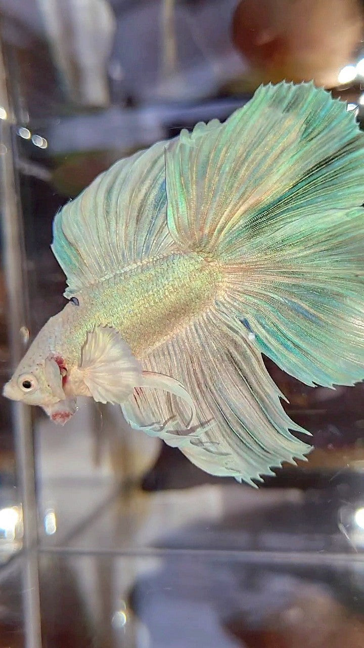 HALFMOON DOUBLE TAIL DUMBO EAR WHITE UNICORN BETTA FISH