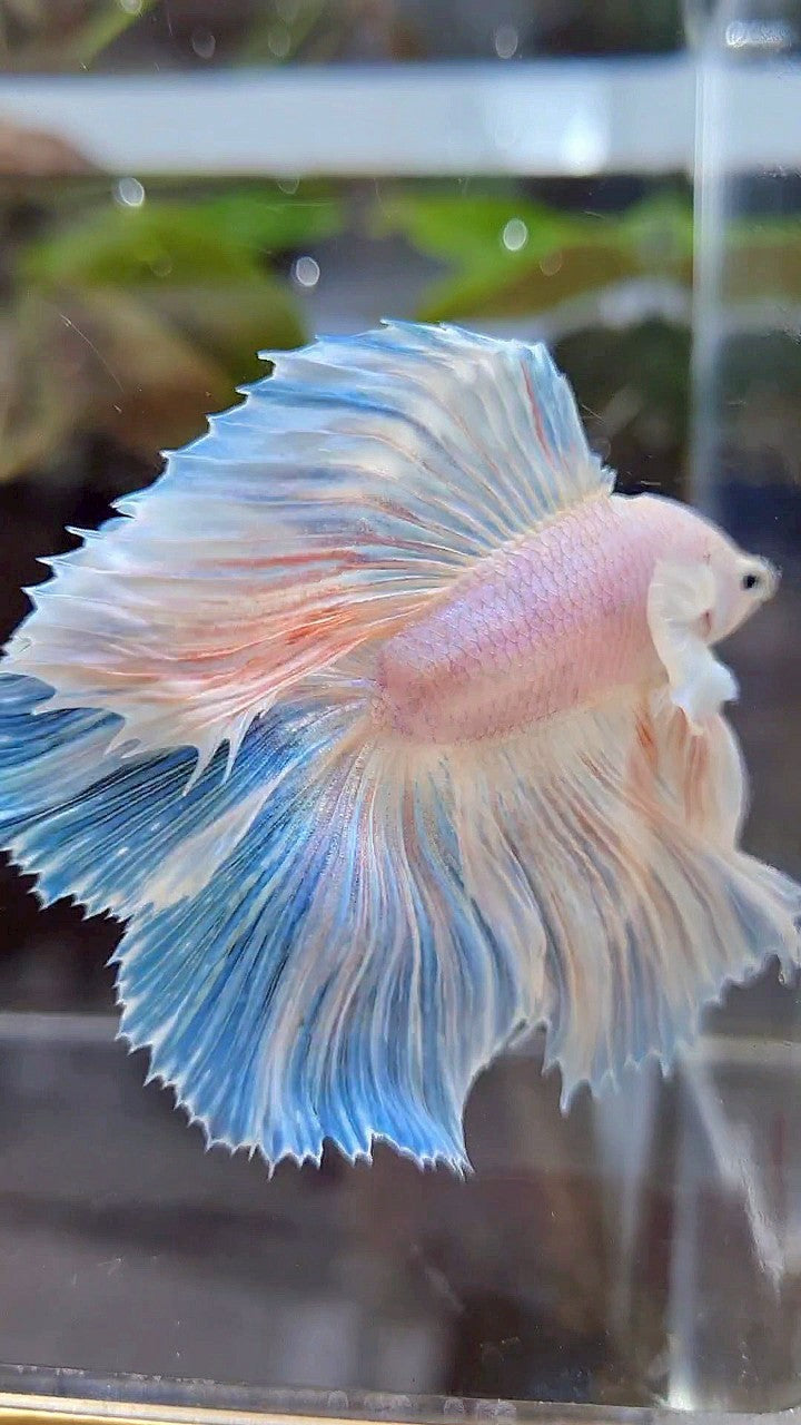 HALFMOON DOUBLE TAIL DUMBO EAR WHITE UNICORN BETTA FISH