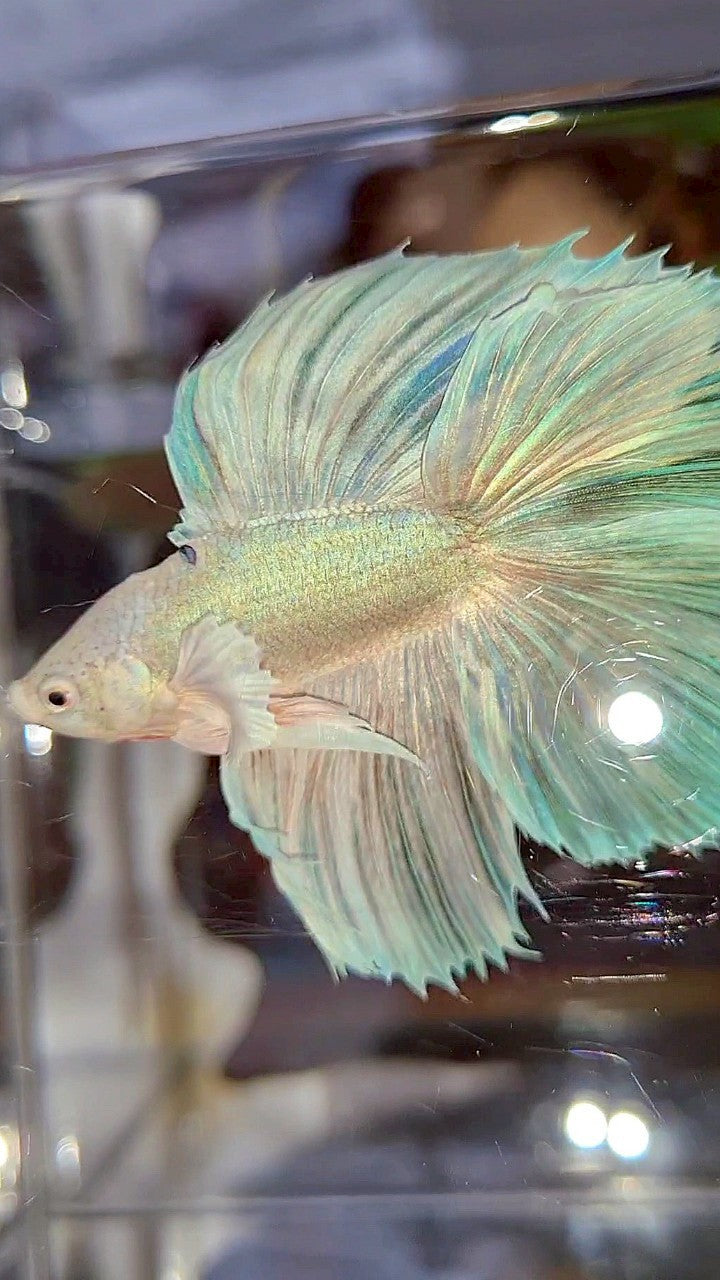 HALFMOON DOUBLE TAIL DUMBO EAR WHITE UNICORN BETTA FISH