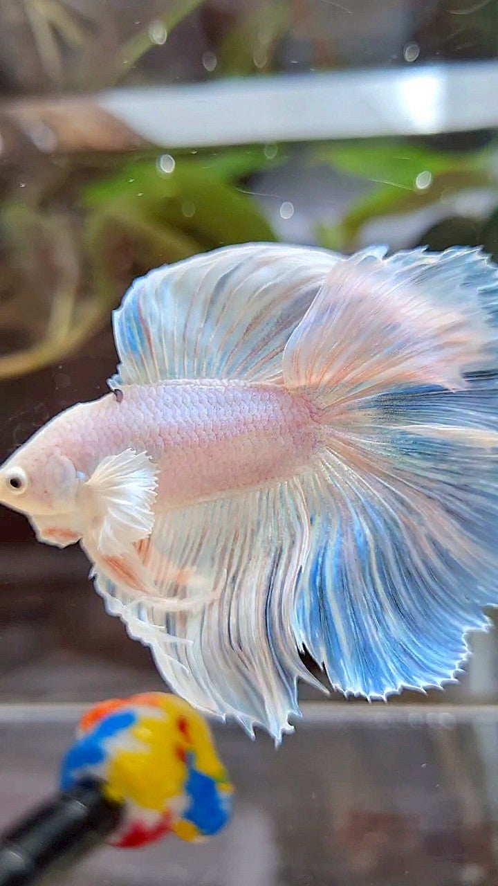 HALFMOON DOUBLE TAIL DUMBO EAR WHITE UNICORN BETTA FISH