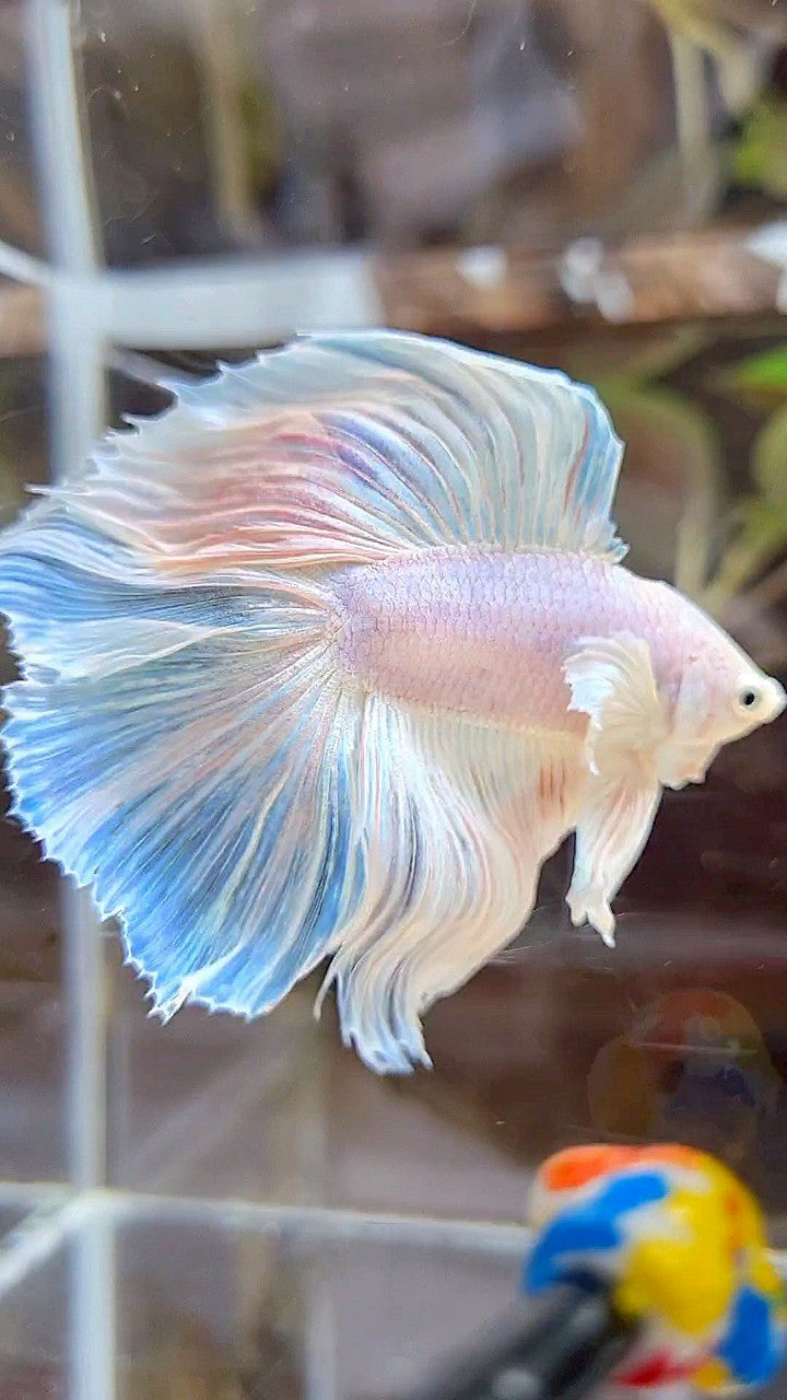 HALFMOON DOUBLE TAIL DUMBO EAR WHITE UNICORN BETTA FISH
