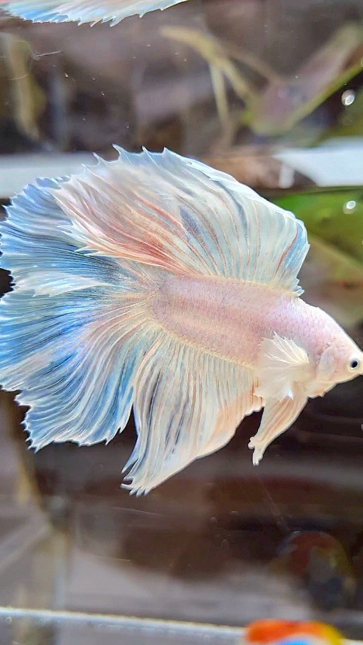 HALFMOON DOUBLE TAIL DUMBO EAR WHITE UNICORN BETTA FISH