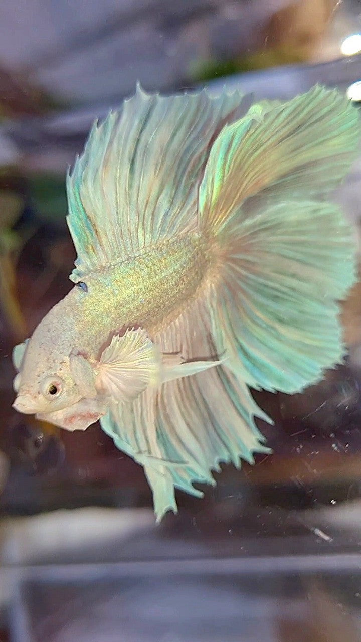 HALFMOON DOUBLE TAIL DUMBO EAR WHITE UNICORN BETTA FISH