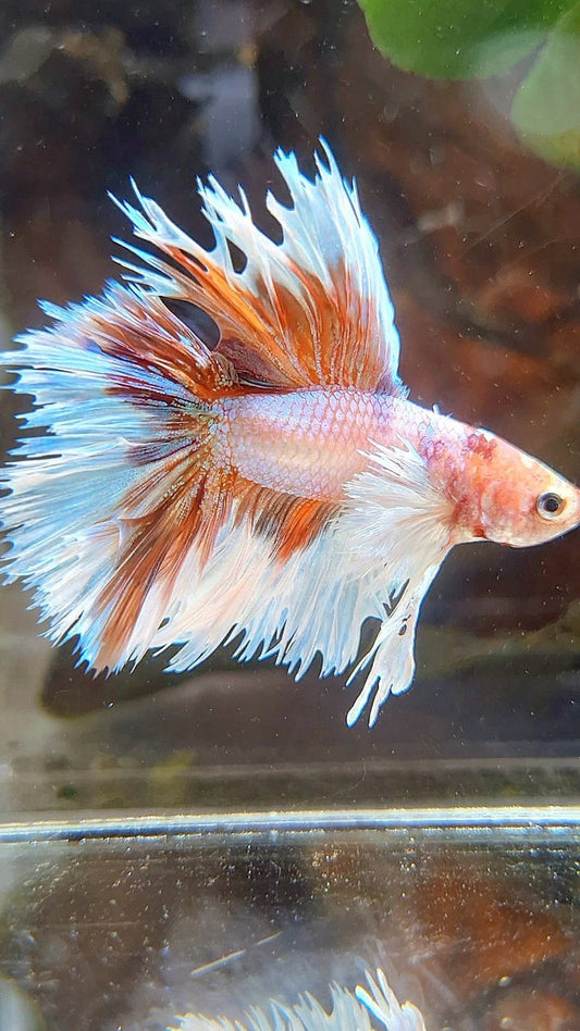 HALFMOON DOUBLE TAIL DUMBO EAR CROWNTAIL WHITE ORANGE MULTICOLOR BETTA FISH