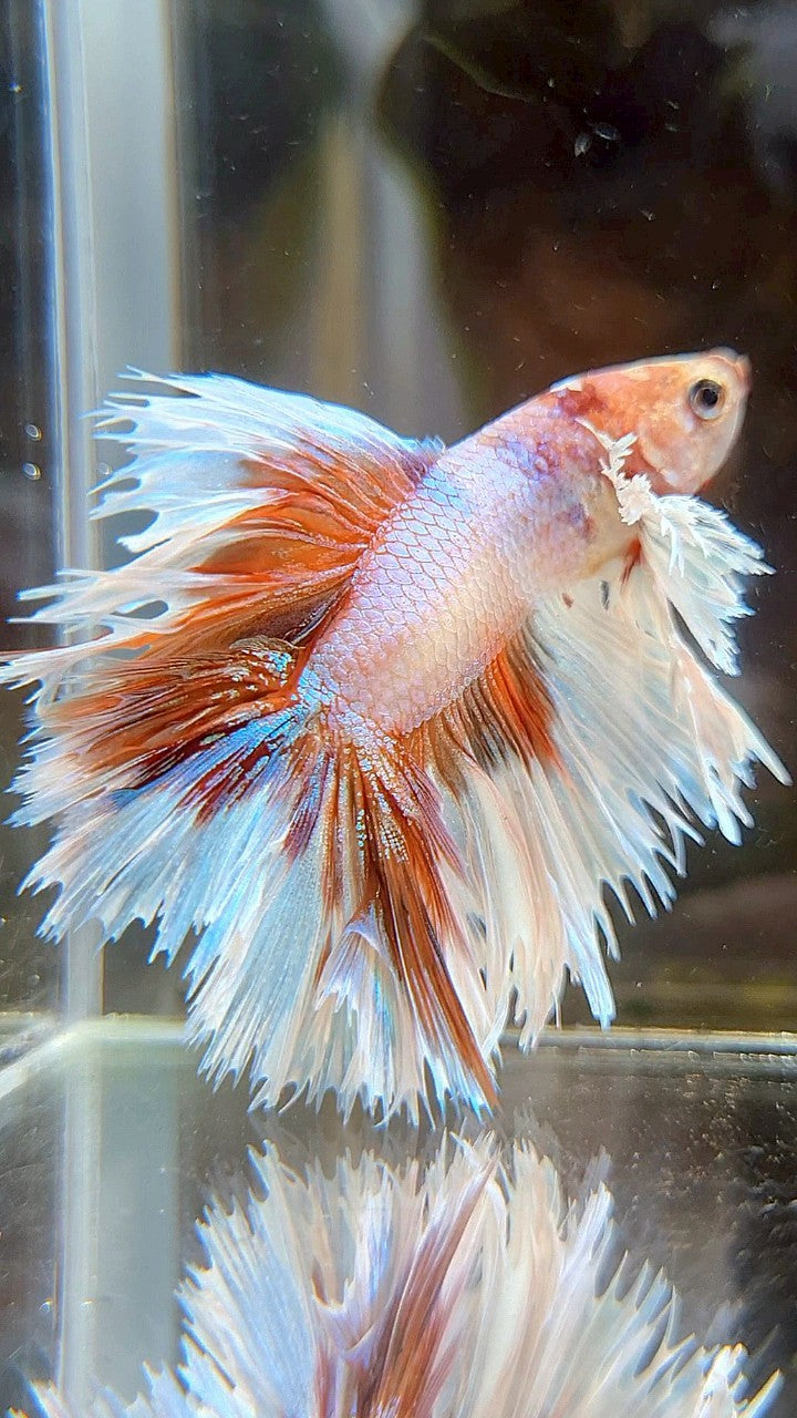 HALFMOON DOUBLE TAIL DUMBO EAR CROWNTAIL WHITE ORANGE MULTICOLOR BETTA FISH