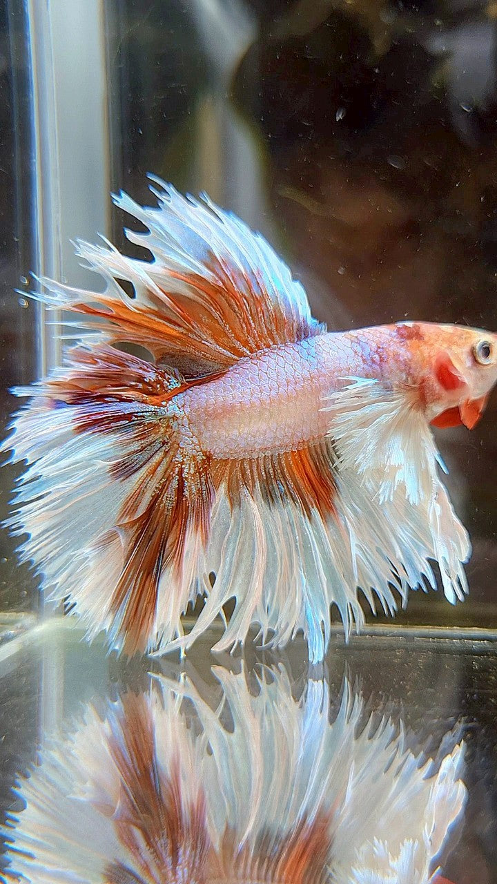 HALFMOON DOUBLE TAIL DUMBO EAR CROWNTAIL WHITE ORANGE MULTICOLOR BETTA FISH