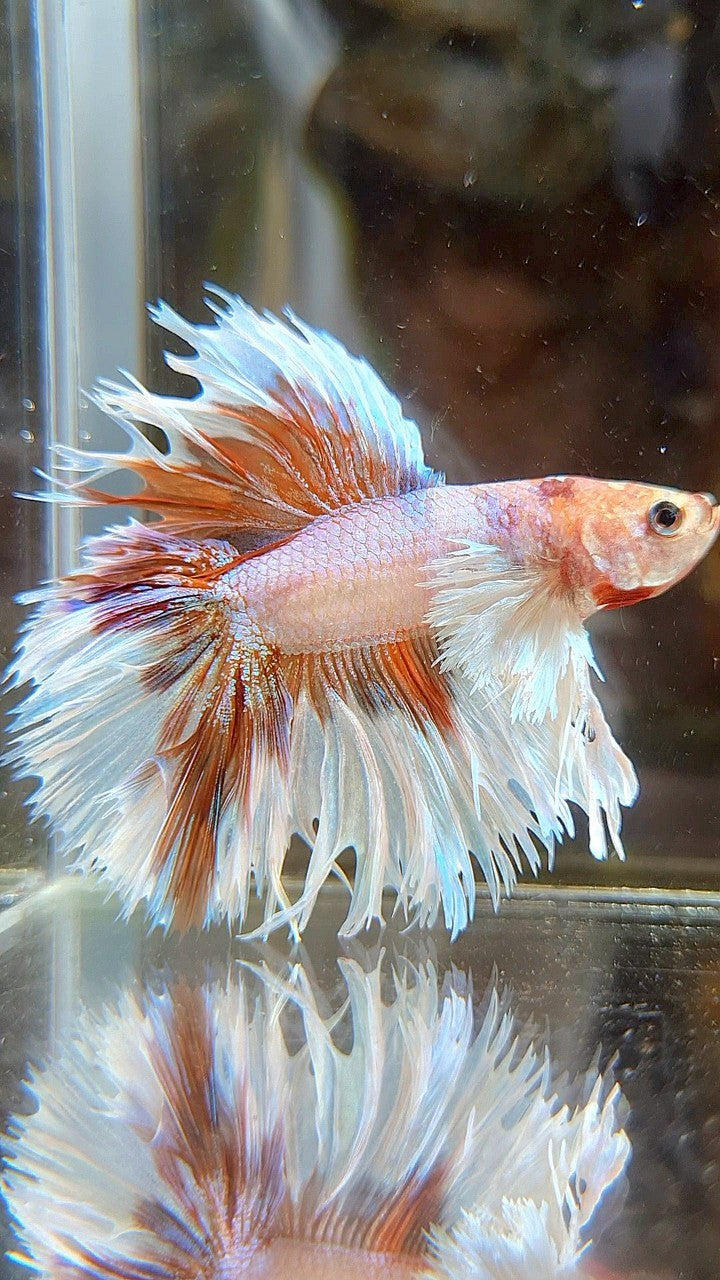 HALFMOON DOUBLE TAIL DUMBO EAR CROWNTAIL WHITE ORANGE MULTICOLOR BETTA FISH