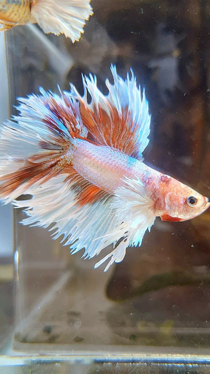 HALFMOON DOUBLE TAIL DUMBO EAR CROWNTAIL WHITE ORANGE MULTICOLOR BETTA FISH