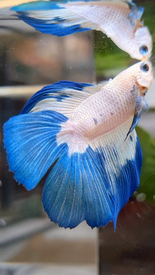 HALFMOON DOUBLE TAIL BLUE RIM PATTERN BETTA FISH