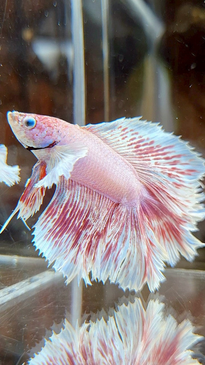 HALFMOON DUMBO EAR DOUBLE TAIL WHITE PINK WASH BETTA FISH