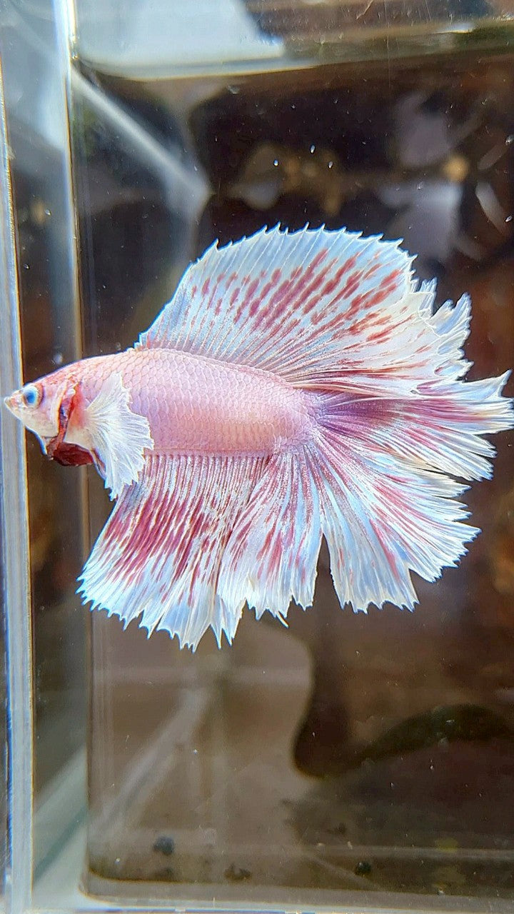 HALFMOON DUMBO EAR DOUBLE TAIL WHITE PINK WASH BETTA FISH