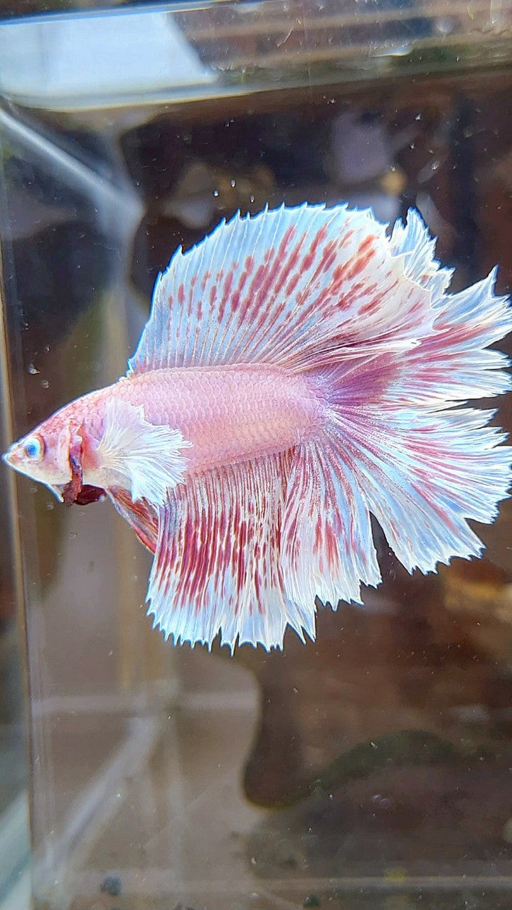 HALFMOON DUMBO EAR DOUBLE TAIL WHITE PINK WASH BETTA FISH