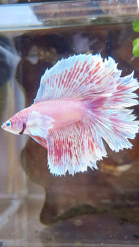 HALFMOON DUMBO EAR DOUBLE TAIL WHITE PINK WASH BETTA FISH
