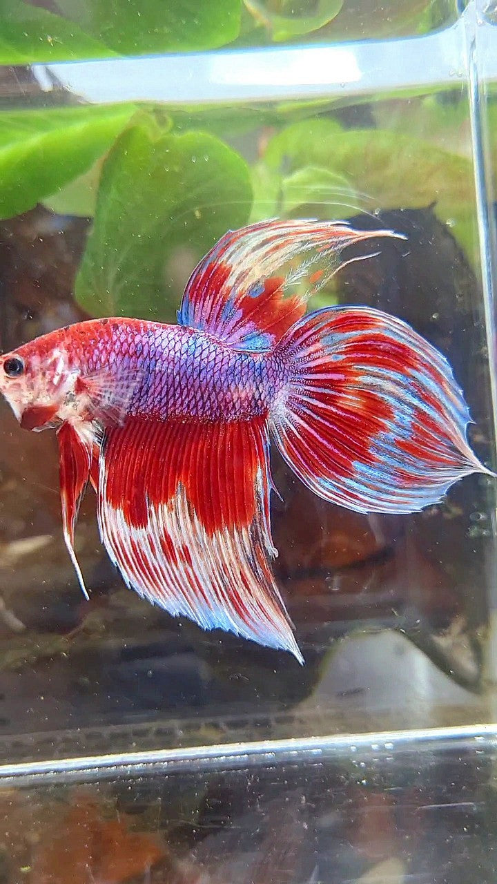 VEILTAIL RED PURPLE CANDY PATTERN AOC MULTICOLOR BETTA FISH
