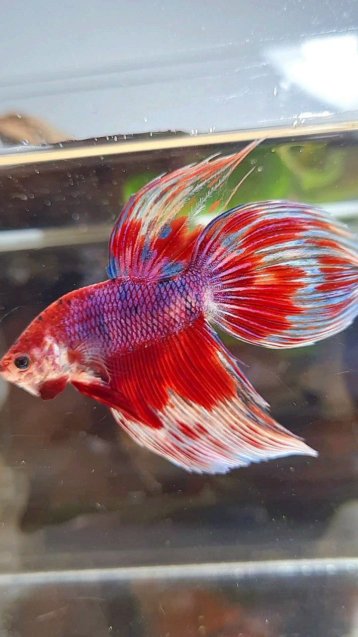 VEILTAIL RED PURPLE CANDY PATTERN AOC MULTICOLOR BETTA FISH