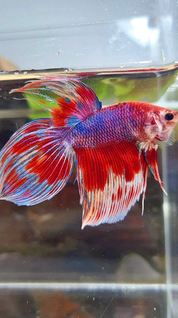 VEILTAIL RED PURPLE CANDY PATTERN AOC MULTICOLOR BETTA FISH