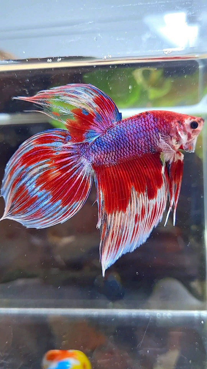 VEILTAIL RED PURPLE CANDY PATTERN AOC MULTICOLOR BETTA FISH