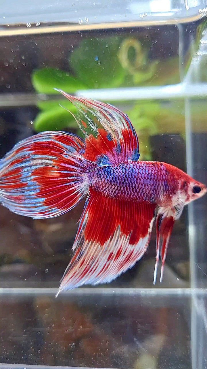 VEILTAIL RED PURPLE CANDY PATTERN AOC MULTICOLOR BETTA FISH