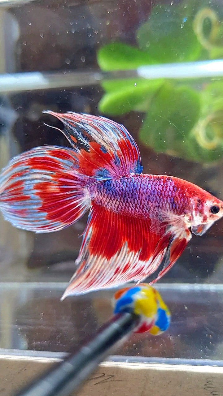 VEILTAIL RED PURPLE CANDY PATTERN AOC MULTICOLOR BETTA FISH